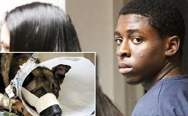 Ivins Rosier Teen Sentenced For Killing Police Dog
