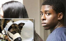 Ivins Rosier Teen Sentenced For Killing Police Dog