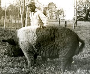Black children fed to hogs and alligators as bait