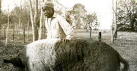 Black children fed to hogs and alligators as bait