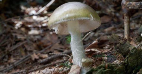 Deadly Wild Mushrooms Raise Health Alarms Across California Deadly Wild Mushrooms Raise Health Alarms Across California